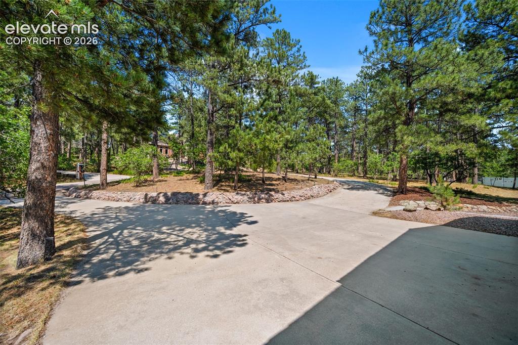 Image 37 of 47: Expansive concrete driveway with mature evergreen trees, lush green foliage