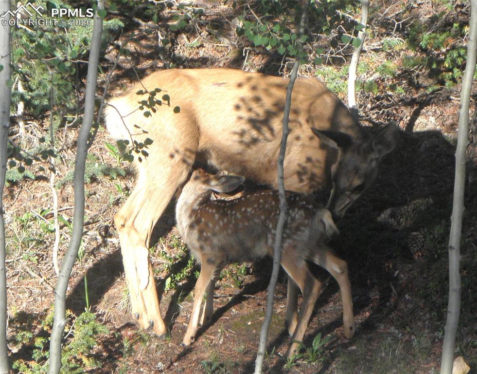 Image 29 of 29: Doe & Fawn