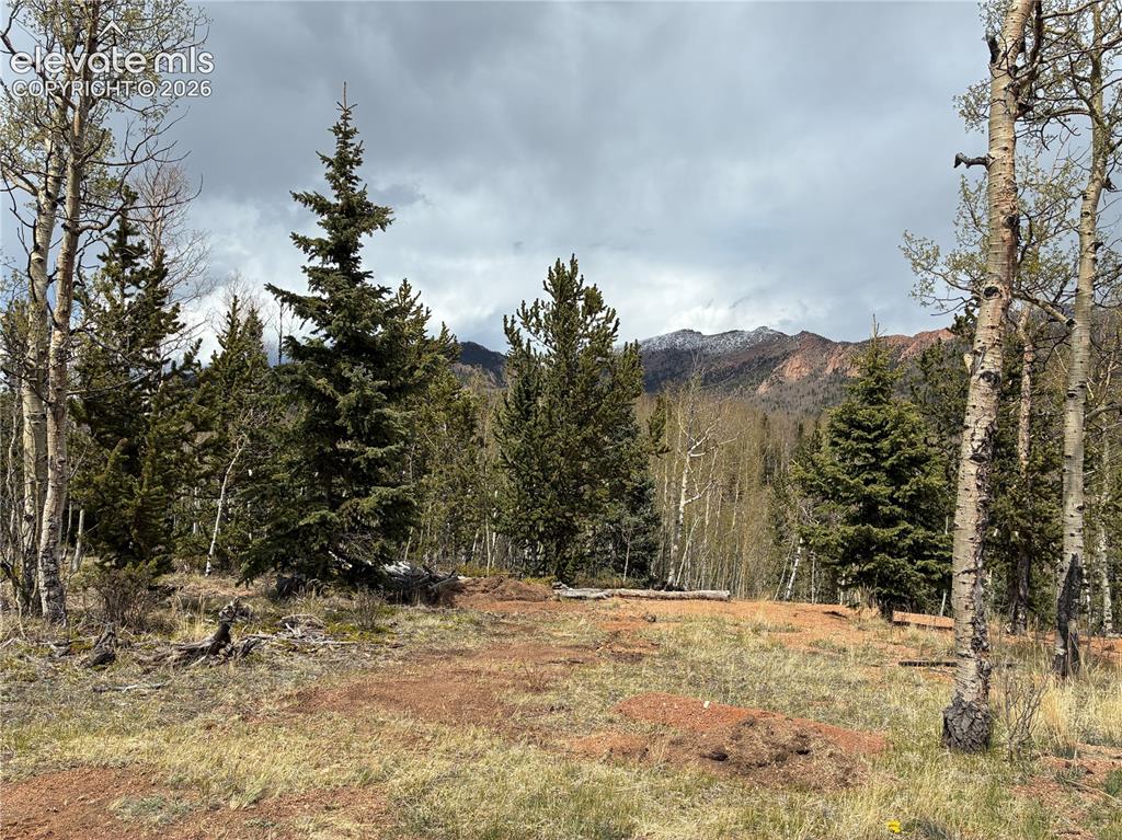 Image 19 of 30: Summer aspen groves.