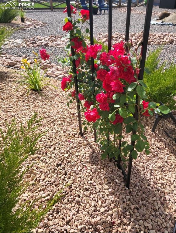 Image 37 of 50: Perinneals during the warmer months