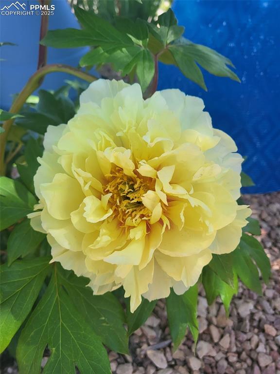 Image 38 of 50: Enjoy these flowers coming back year after year