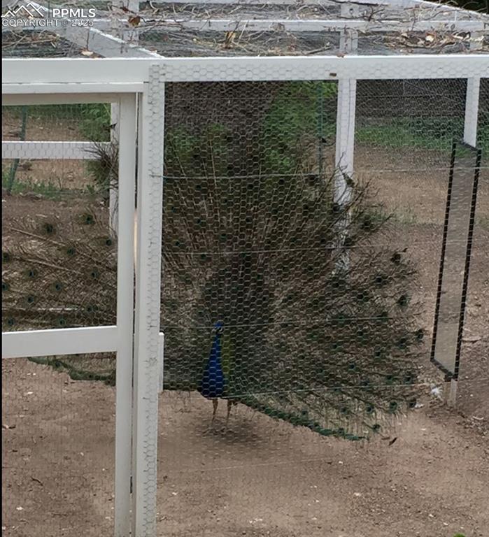 Image 13 of 50: Enclosed indoor and outdoor home for peacock (peacock included!)