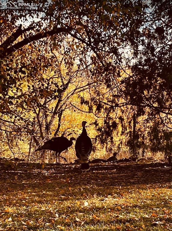 Image 17 of 50: Friendly turkeys