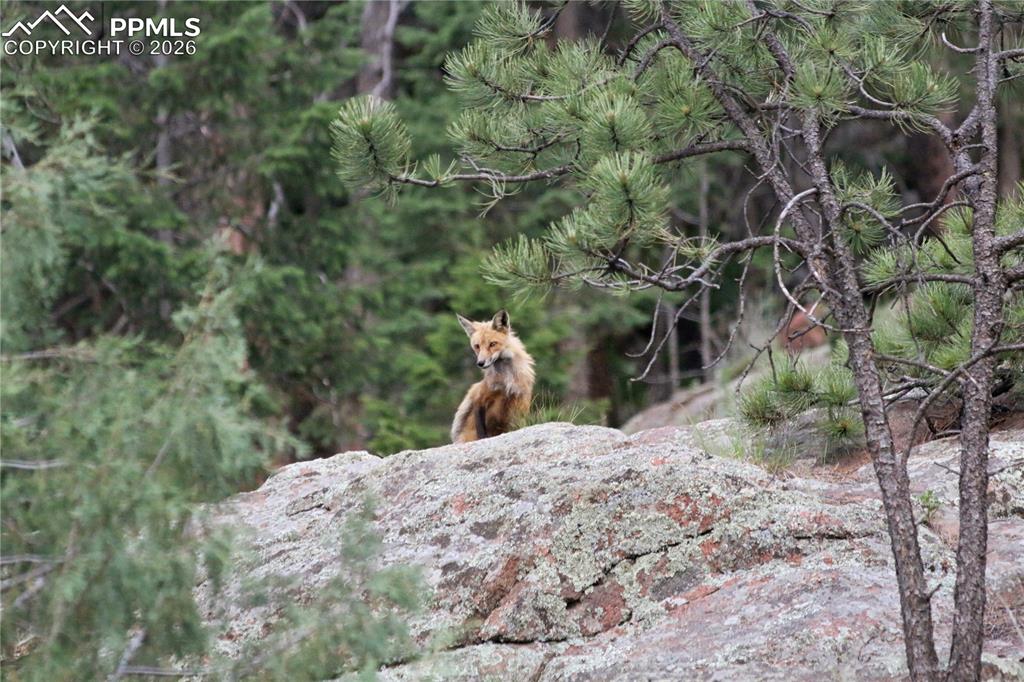 Image 45 of 50: The 2 1/2 car detached garage perfectly reflects the homes design and struc