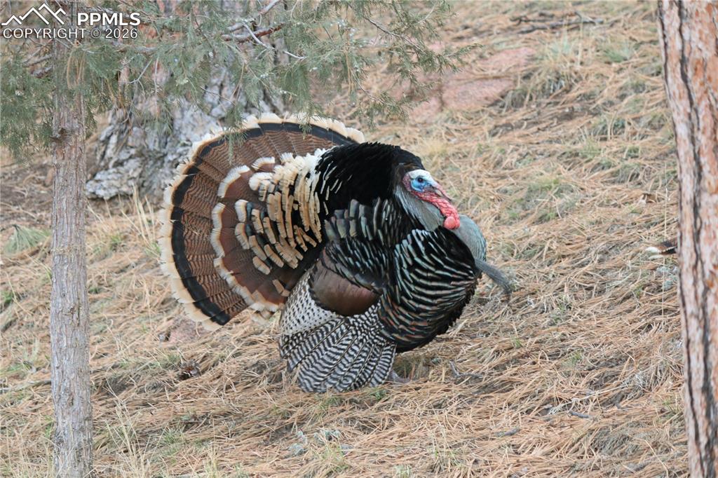 Image 47 of 50: Independent bays with garage openers. 