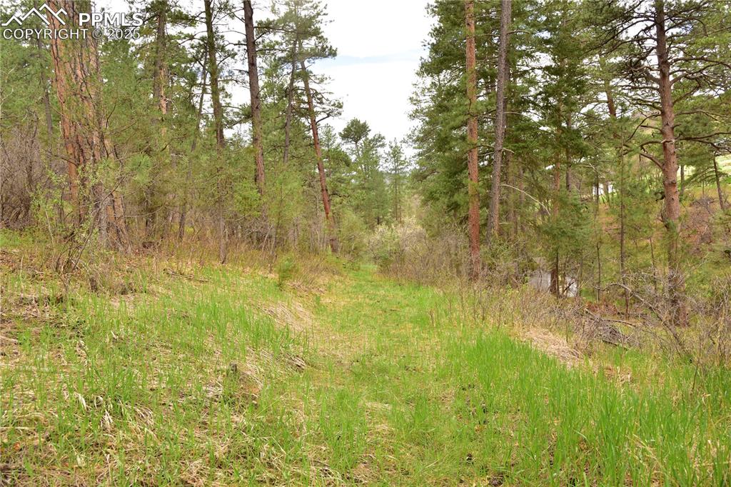 Image 28 of 46: View of undeveloped land