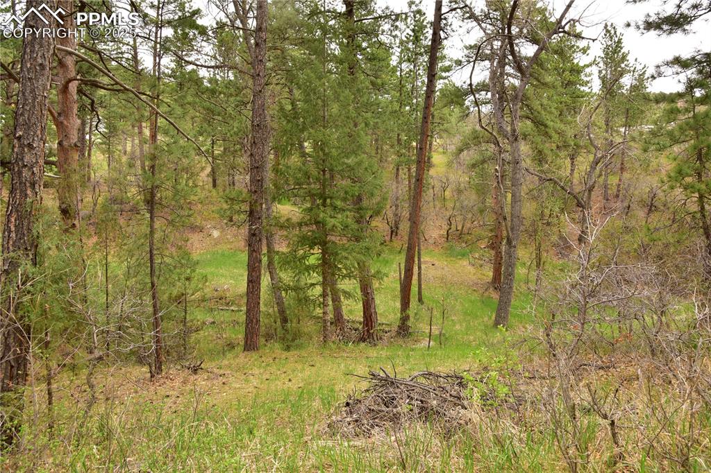 Image 29 of 46: View of wooded area