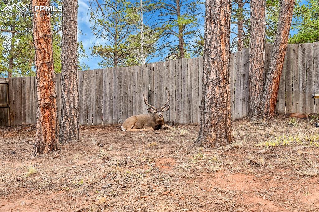 Image 40 of 46: Yard