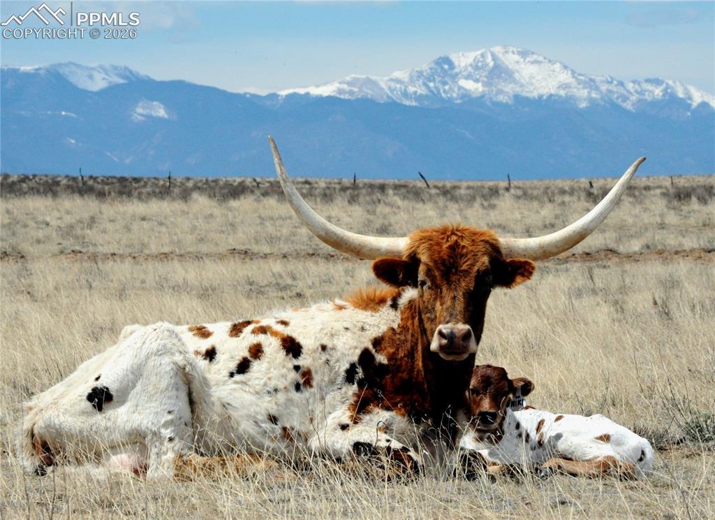 Image 5 of 13: GRAZING TEXAS LONGHORNS!