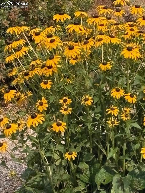 Image 31 of 37: Your back yard will be filled with an ever-changing array of nature