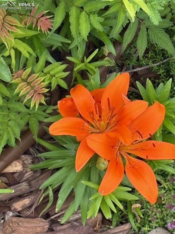 Image 32 of 37: Flowers you know and flowers that are new to you are fed by a water-saving 