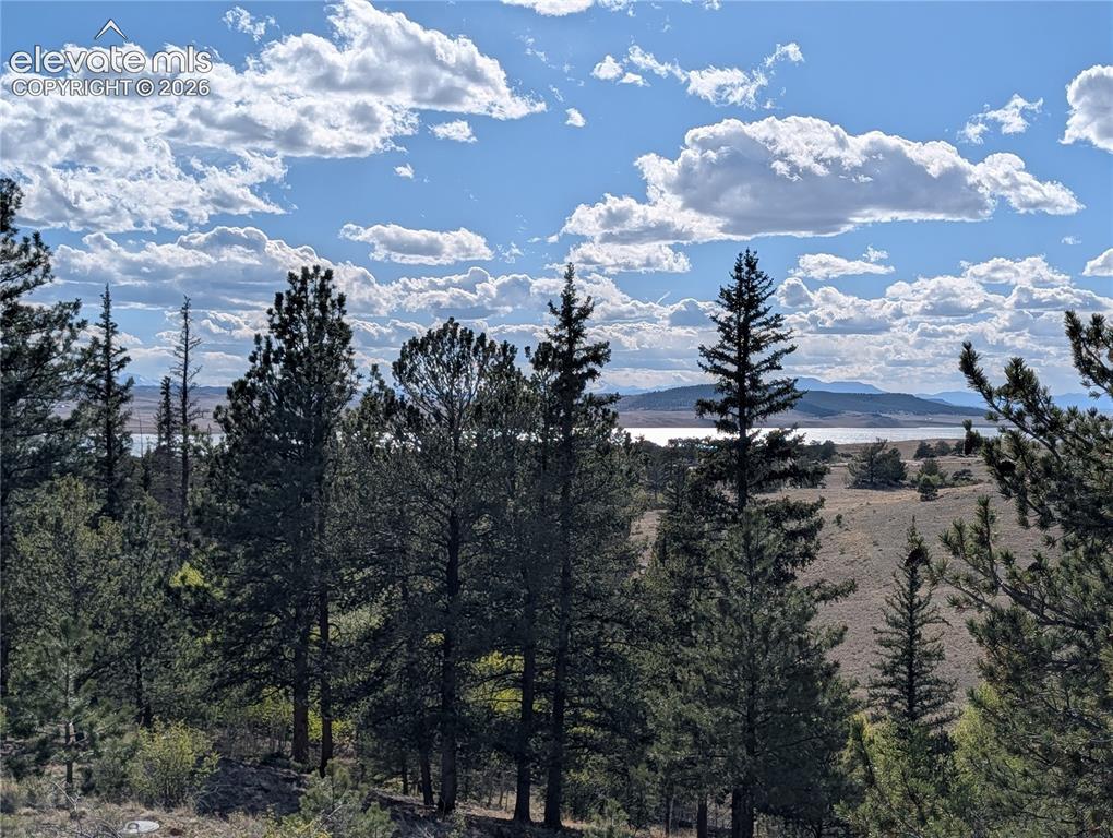Image 7 of 42: Expansive natural landscape with mature pine trees framing distant water an
