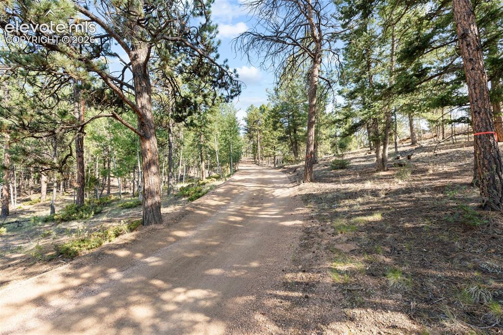 Image 42 of 42: Expansive natural landscape with mature evergreen trees and a dirt path