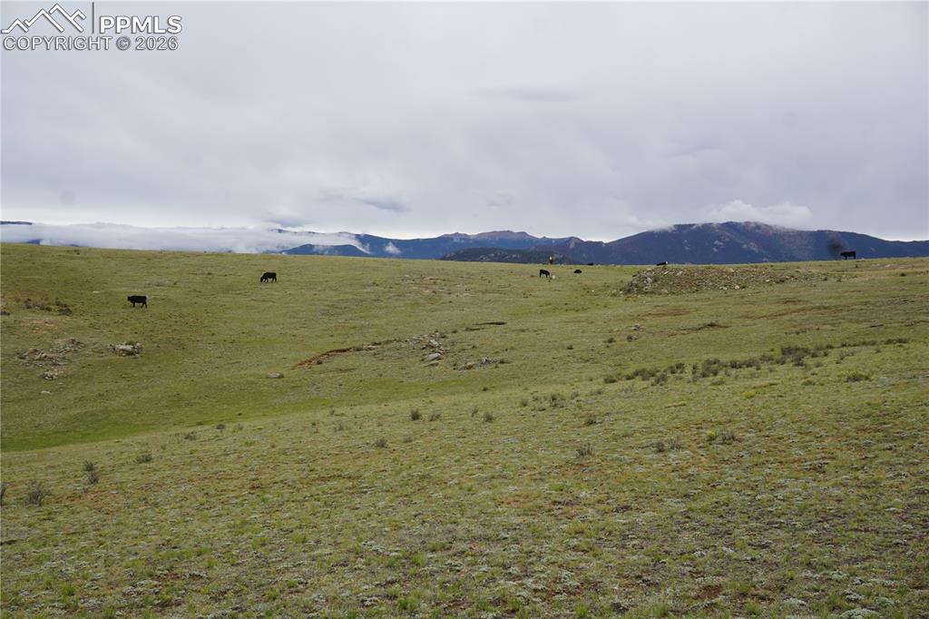 Image 14 of 16: View toward the cul-de-sac