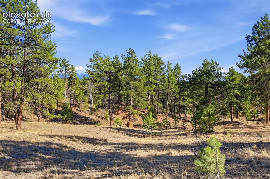 Image 44 of 49: View of undeveloped area of the property.