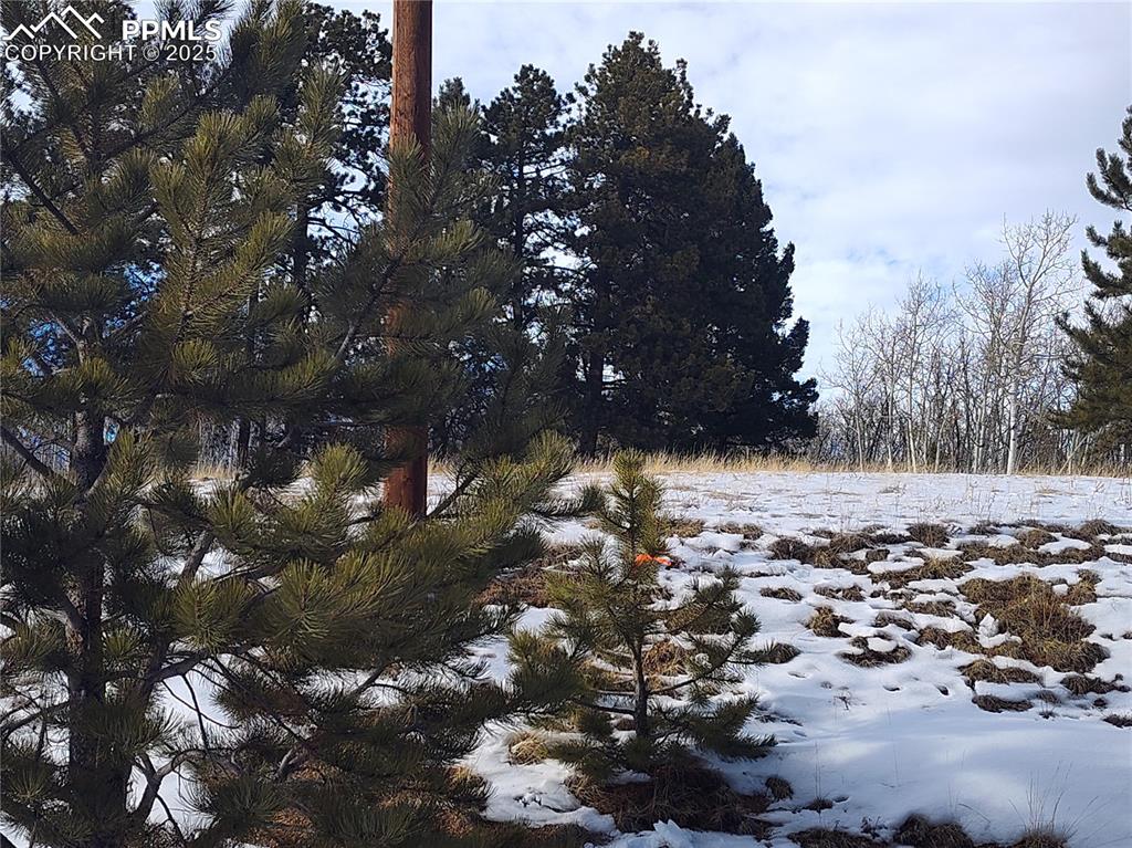 Image 18 of 20: Lot line heads back into pines and aspens. 