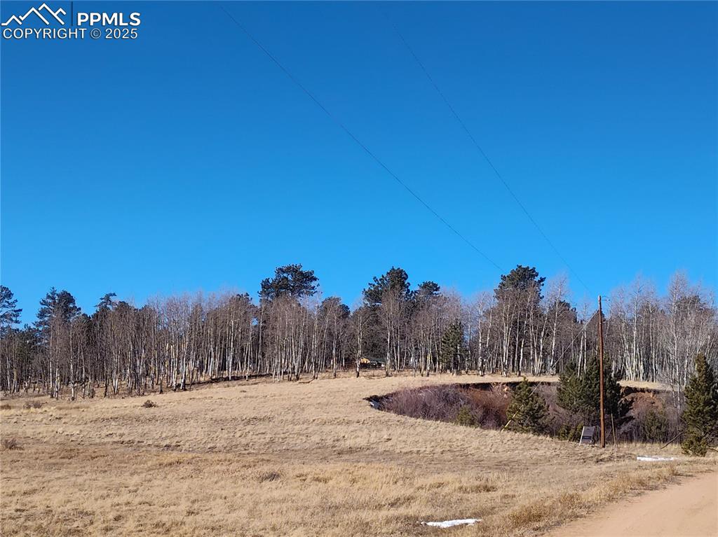 Image 6 of 20: Aspen trees line the northern portion of the parcel. 