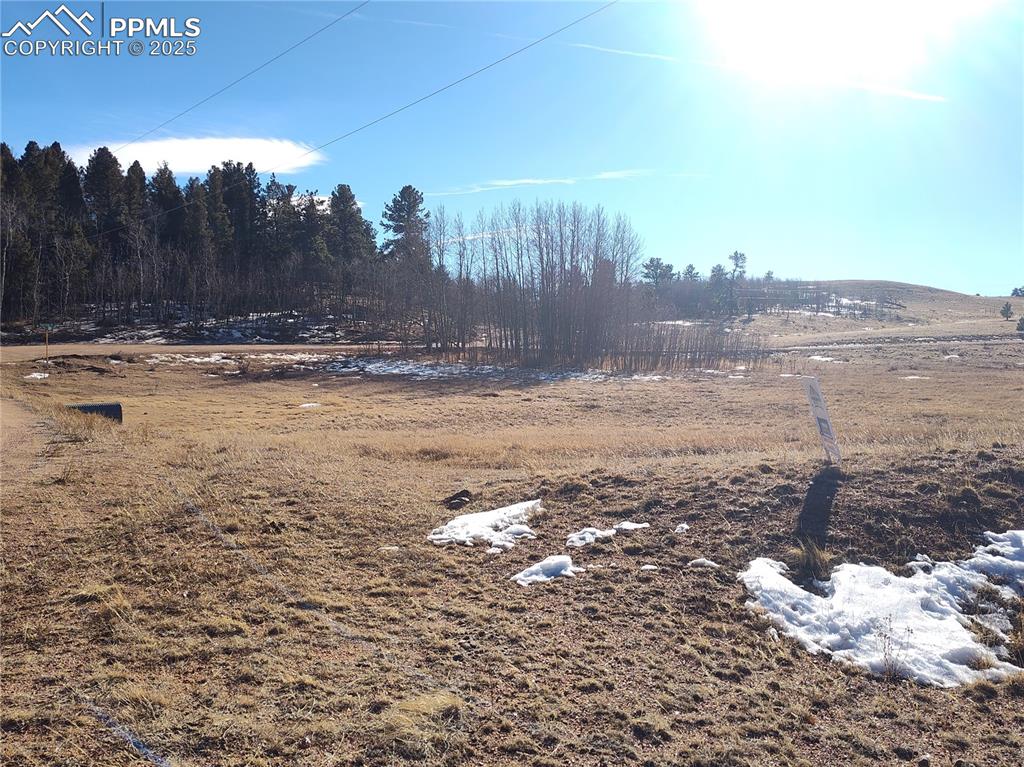 Image 7 of 20: Aspen grove on the southwest side.