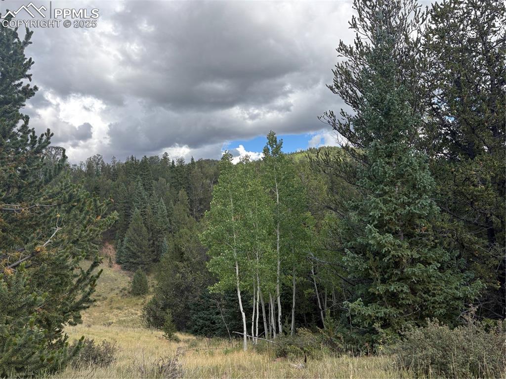 Image 3 of 10: View of woods