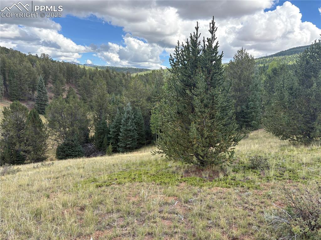Image 7 of 10: View of wooded area