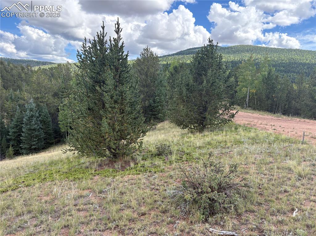 Image 8 of 10: Mountain view with a heavily wooded area