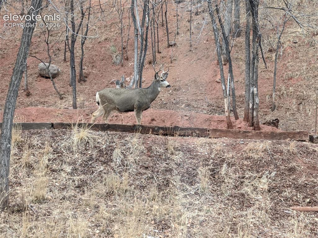 Image 39 of 47: Wildlife sitings from the property