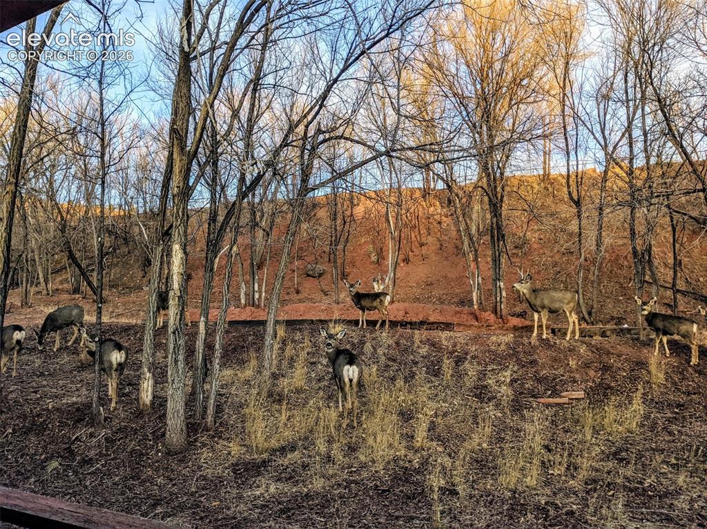 Image 40 of 47: Wildlife sitings from the property