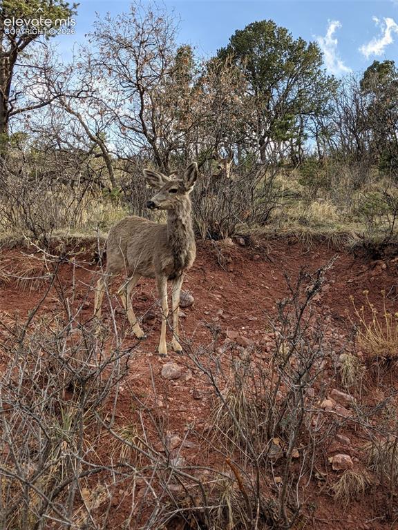 Image 41 of 47: Wildlife sitings from the property