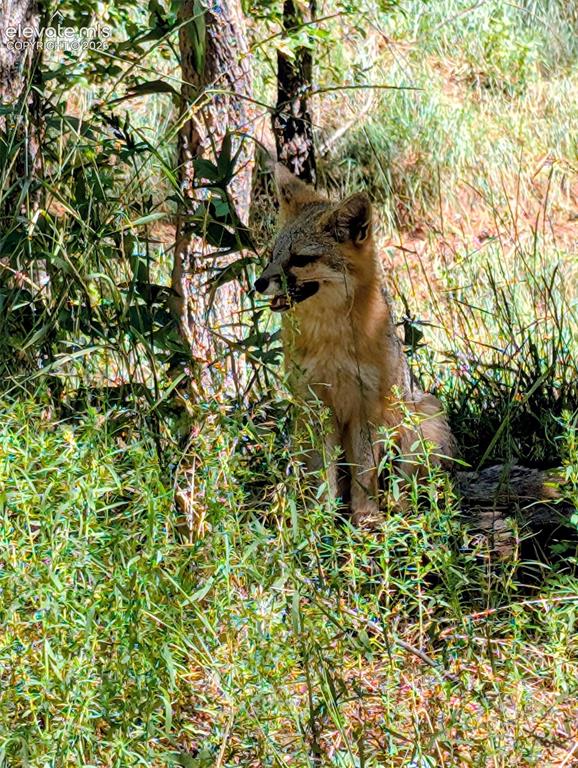 Image 43 of 47: Wildlife sitings from the property