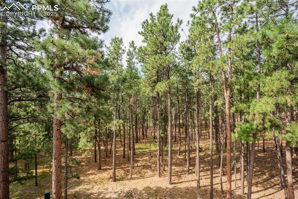 Image 47 of 50: View of wooded area