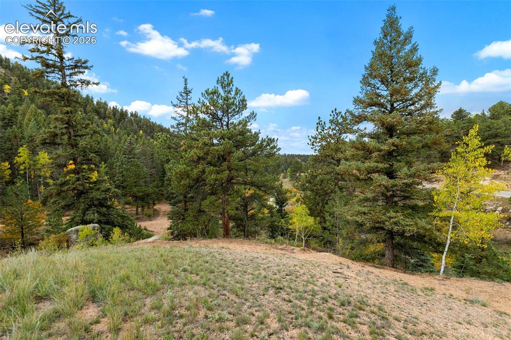 Image 44 of 50: Forested terrain with mature evergreen trees and scattered deciduous trees
