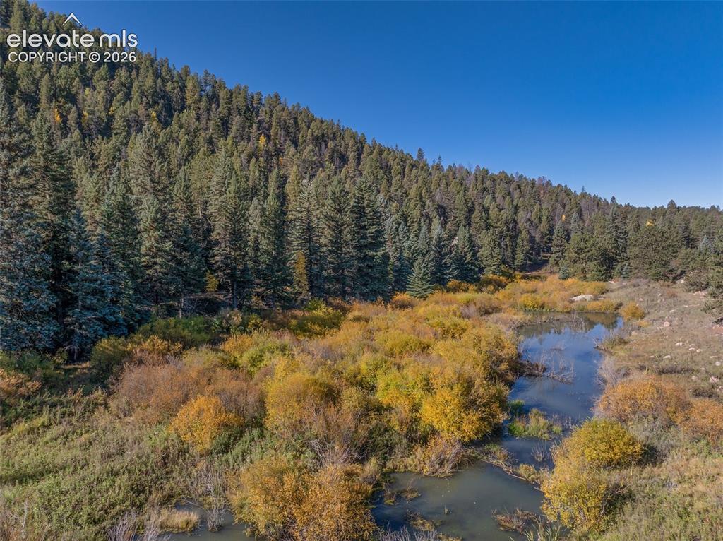 Image 7 of 50: Dense forest, natural pond, varied foliage, expansive land, clear sky