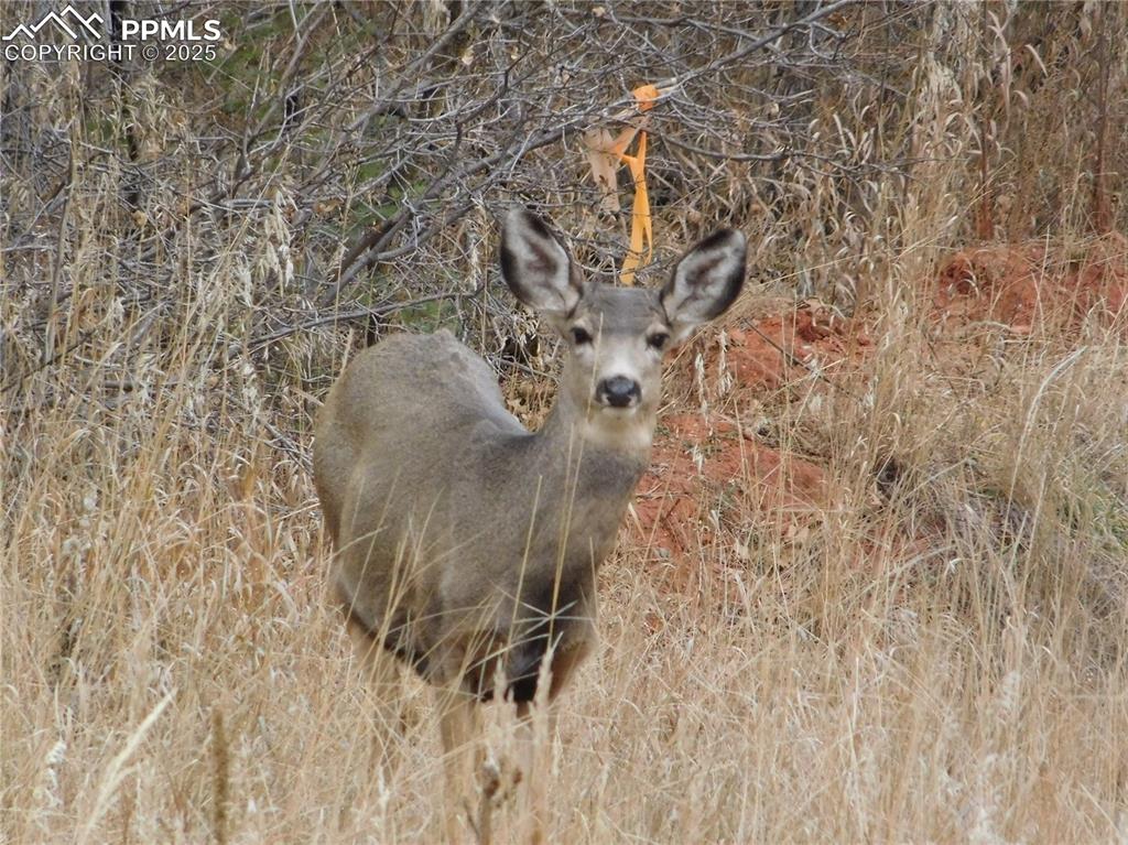 Image 46 of 46: No Description Available