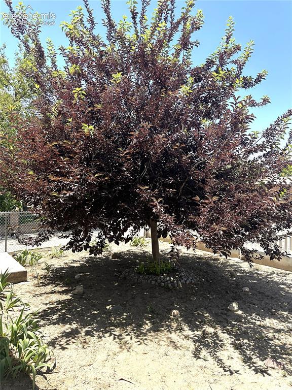 Image 20 of 24: Canadian Cherry Tree in the front yard