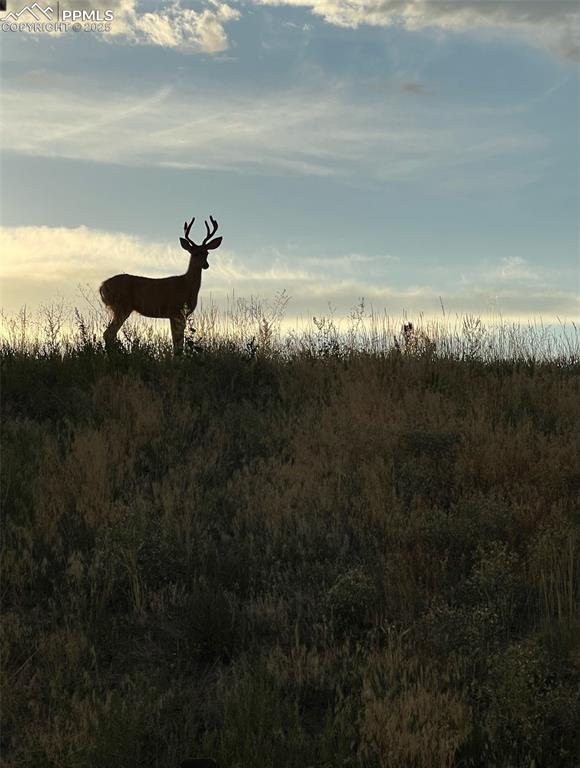 Image 48 of 49: View of local wilderness