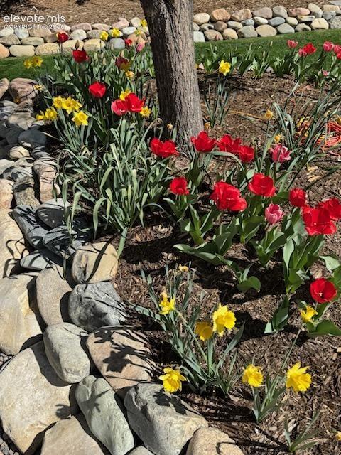Image 45 of 47: Tulips are beautiful in the Spring. 