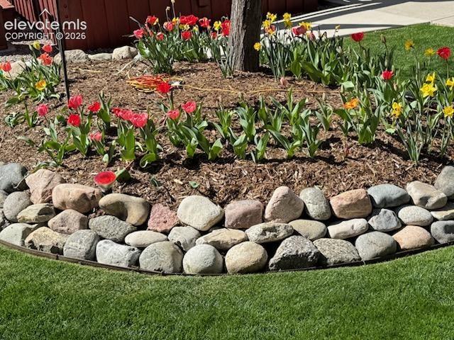 Image 46 of 47: Tulips blooming in the Spring. 