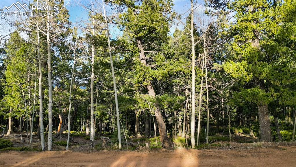 Caption: Mature Trees