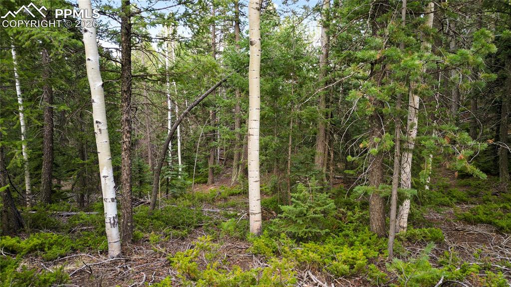 Image 5 of 23: Lot
