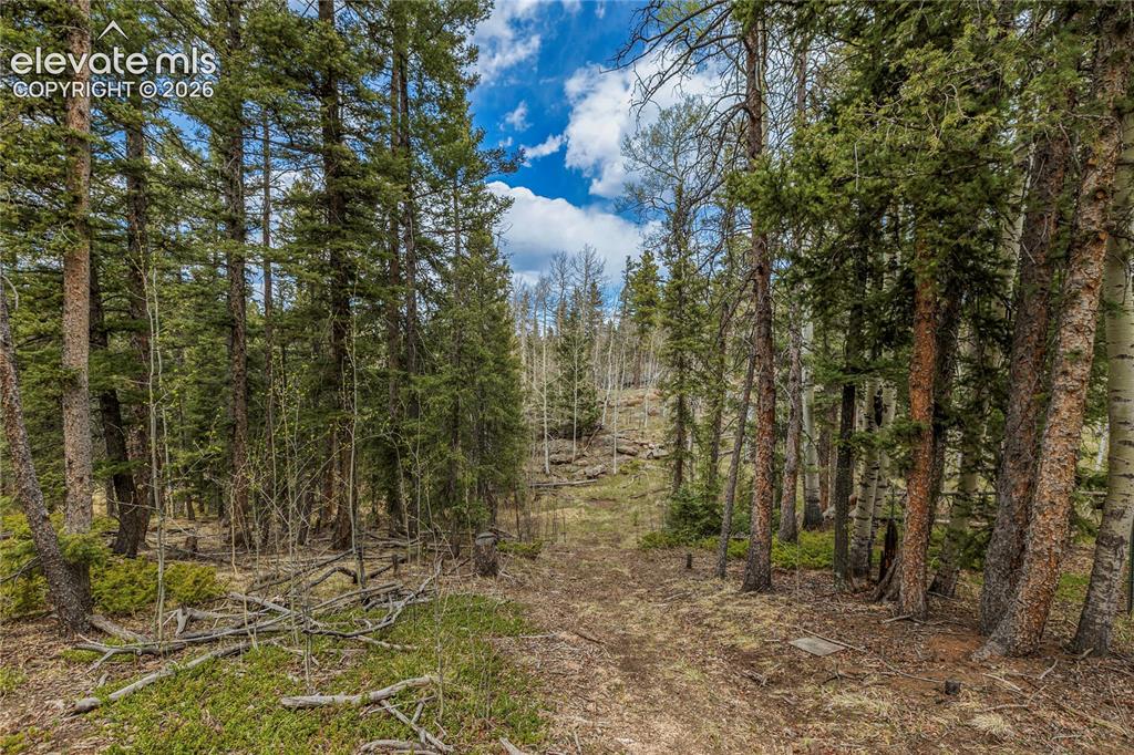 Image 30 of 40: Wooded parcel featuring a mix of mature evergreen and deciduous trees
