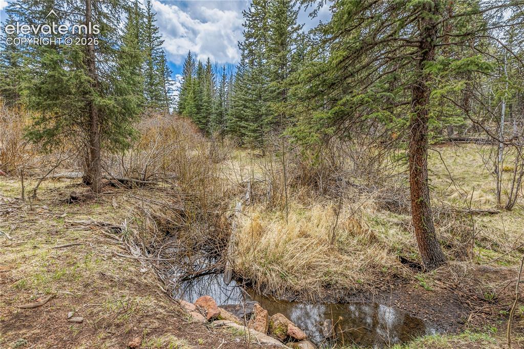 Image 32 of 40: Natural stream feature with surrounding mature evergreen trees, dense brush