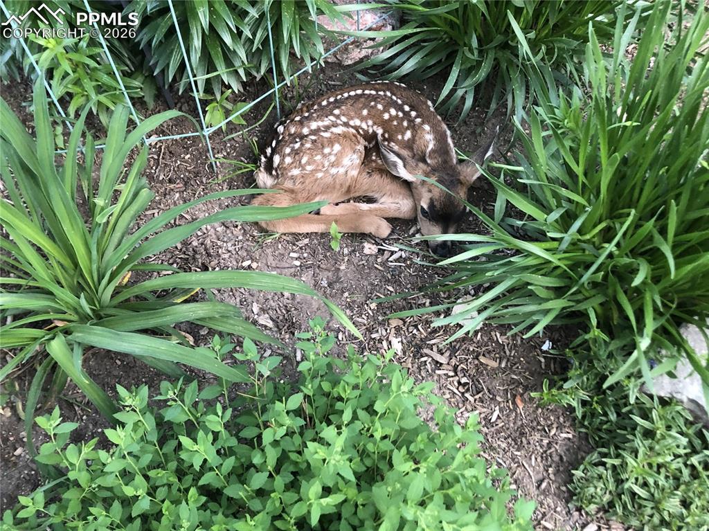 Image 41 of 50: Wild Life That Visits On Occasion