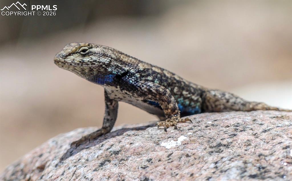 Image 35 of 50: Other