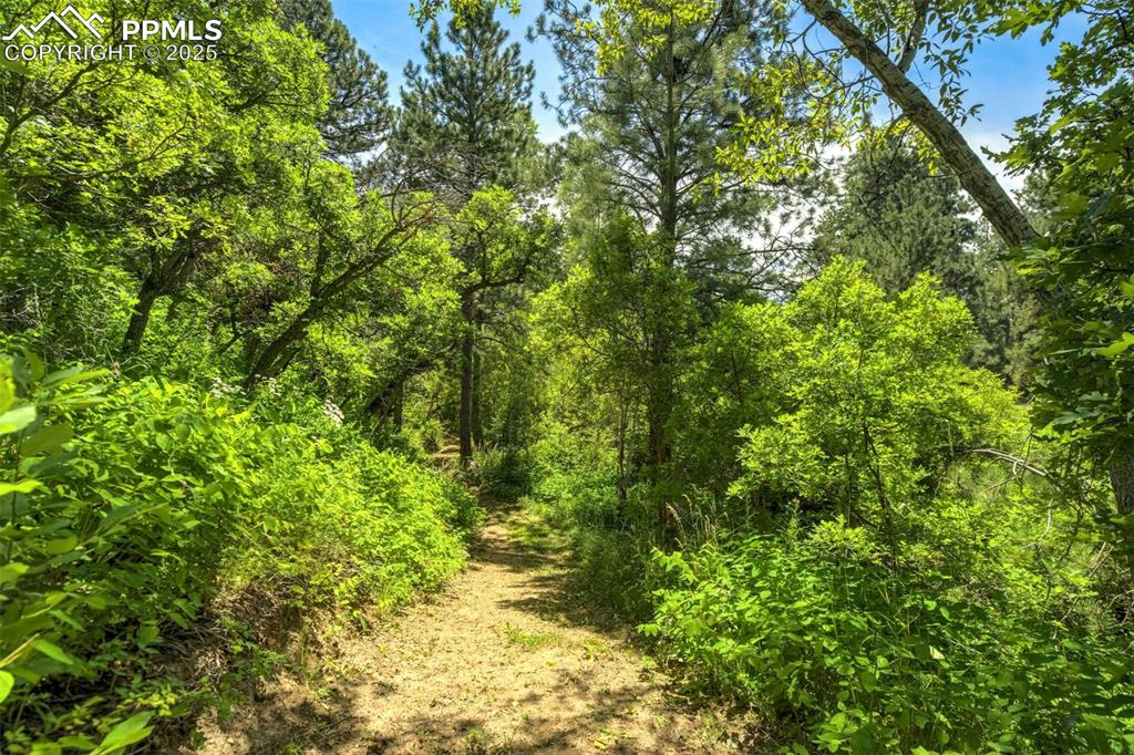 Image 48 of 50: View of woods and another path