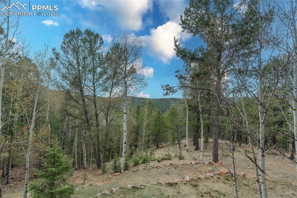 Image 40 of 41: Forested acreage featuring diverse tree species including mature evergreens