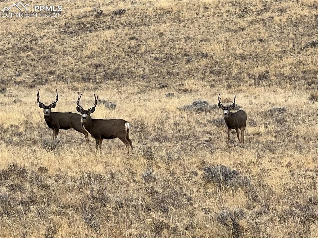Image 13 of 14: Wildlife