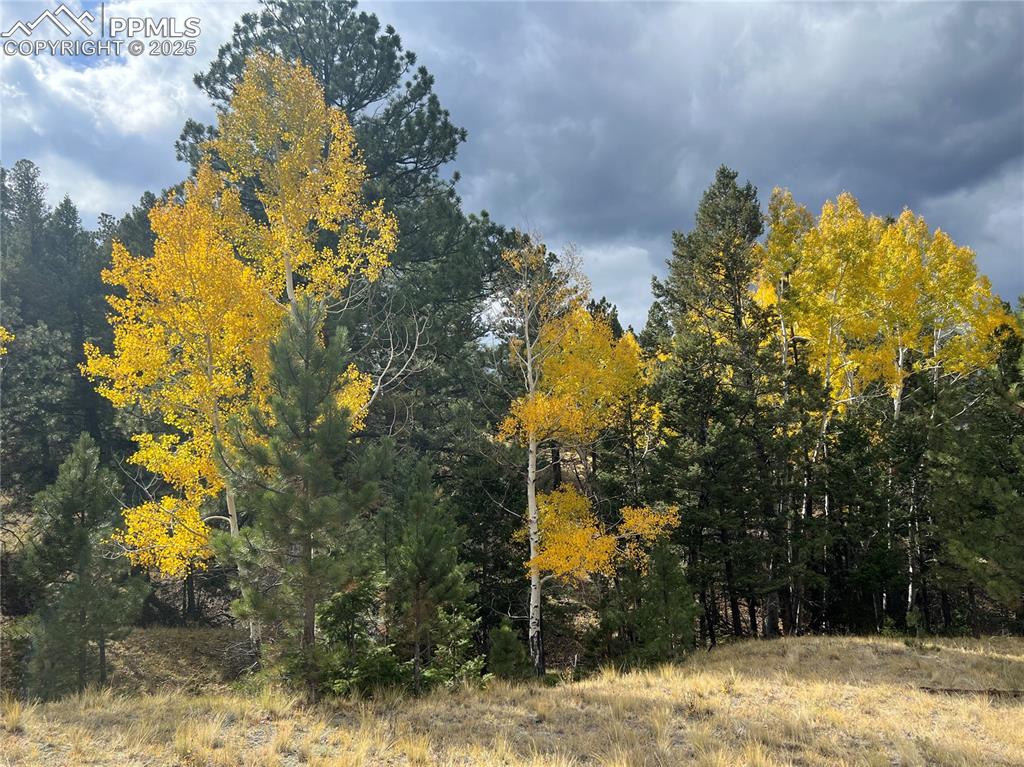 Image 7 of 14: View of tree filled area