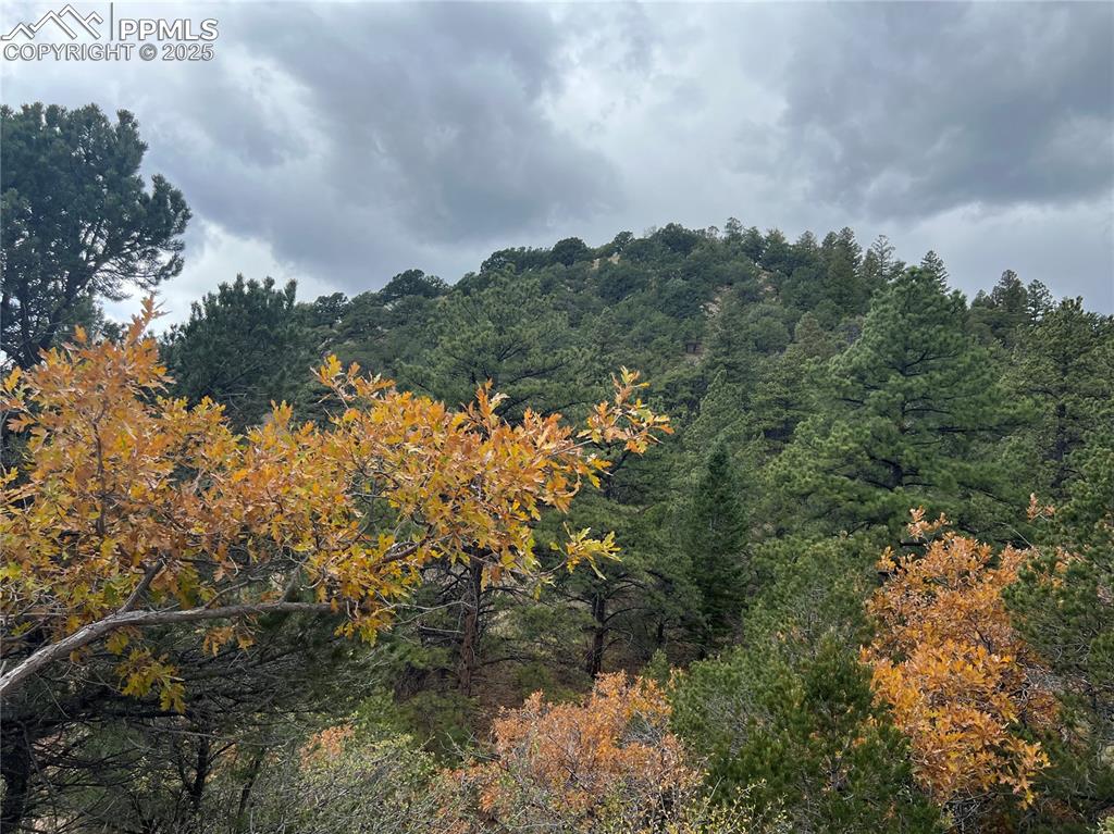Image 9 of 14: View of tree filled area