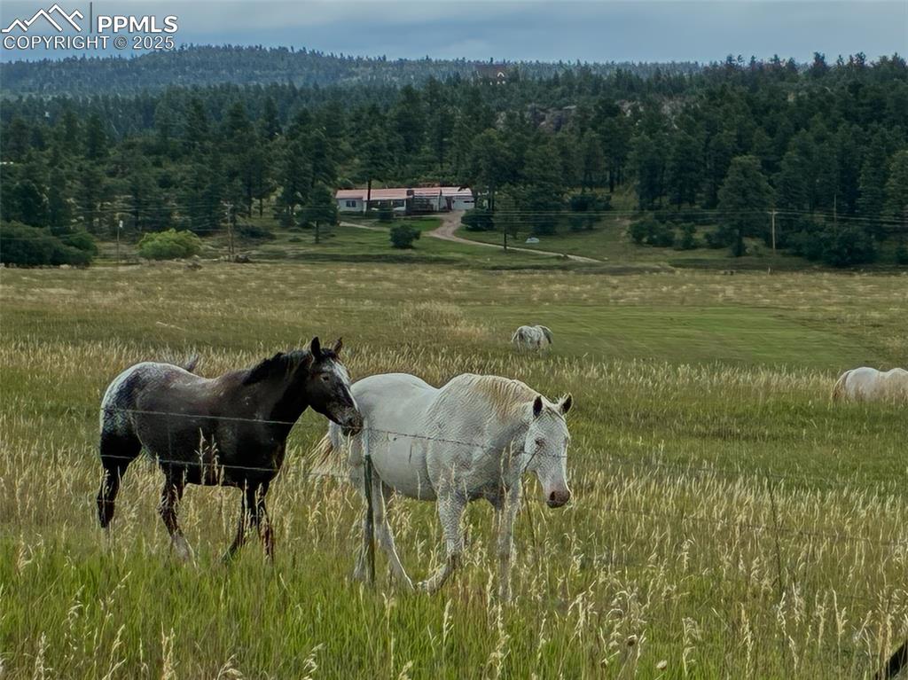 Image 2 of 30: Exterior view of a heavily wooded area