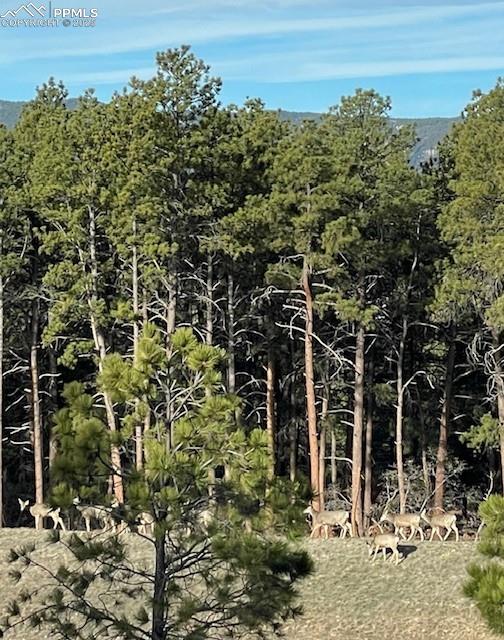 Image 43 of 48: Deer just across the street in open space, along the trail